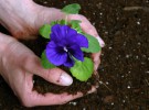 flower hands